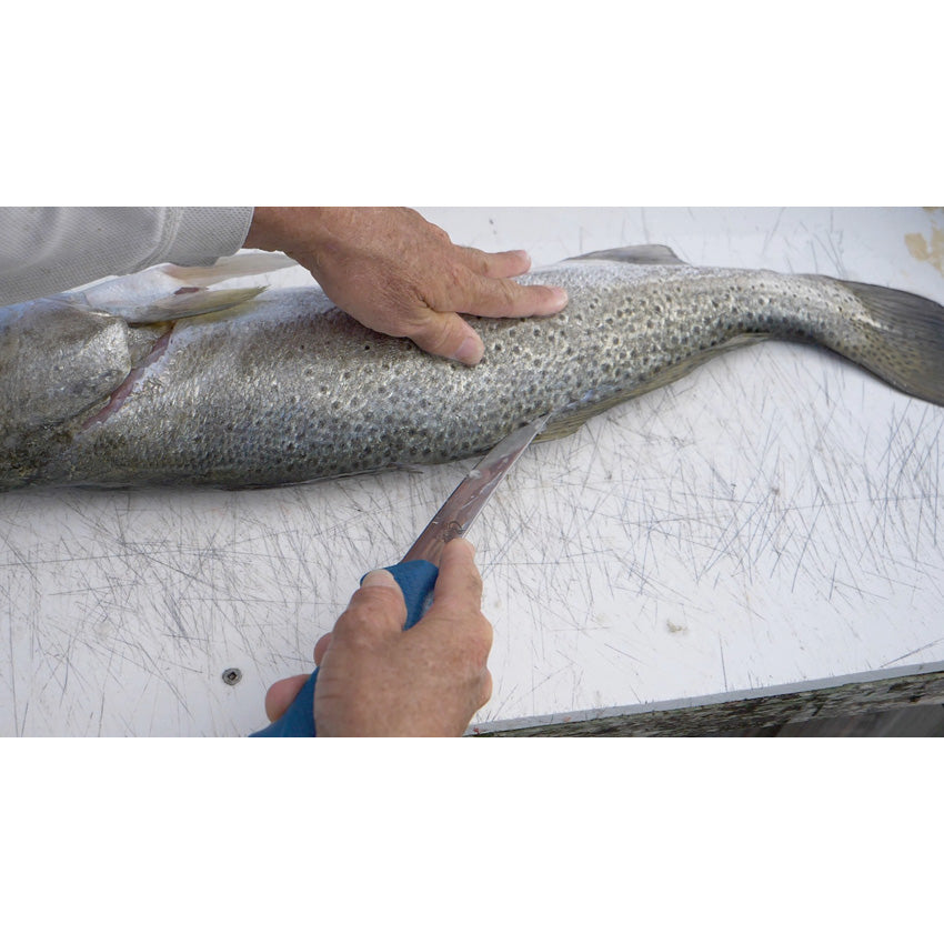 AquaTuff Curved Boning - CM23049