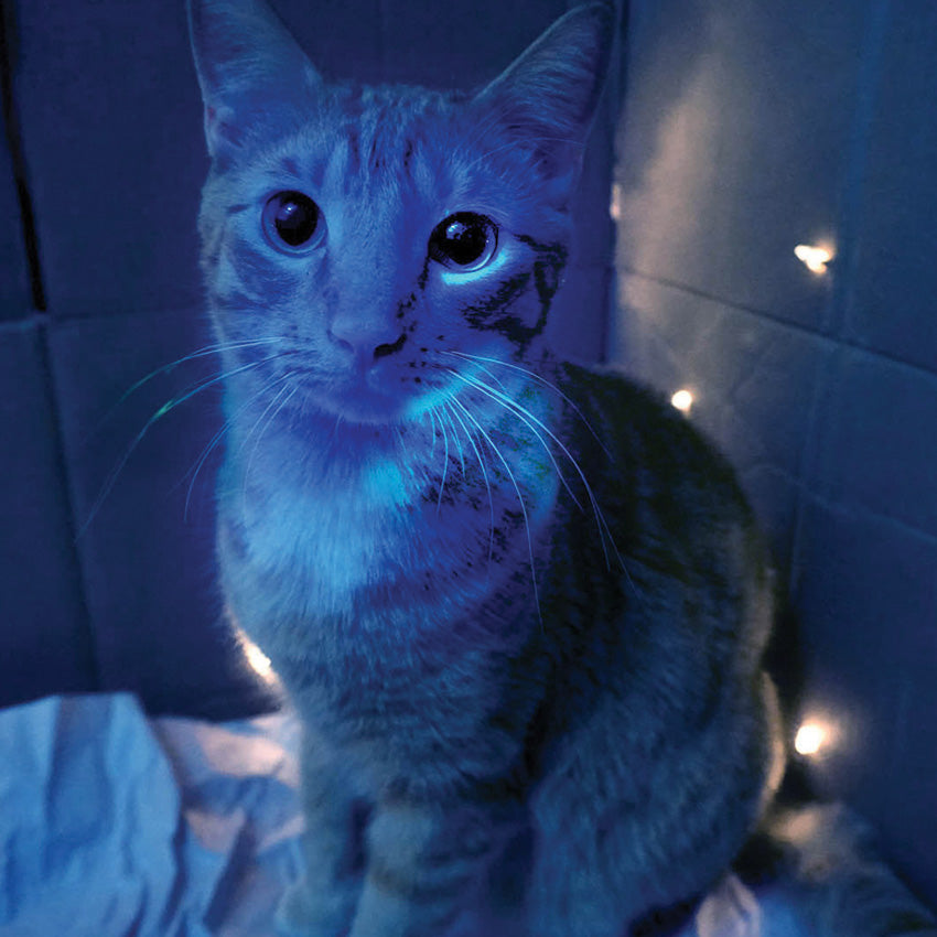 Dr. K3 UV Pen Light - NXDRK3UV