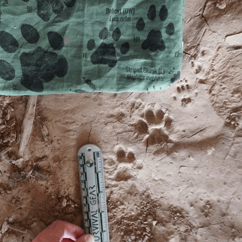 Neck Gaiter Tracking Field Kit - WSGGTRTKSG