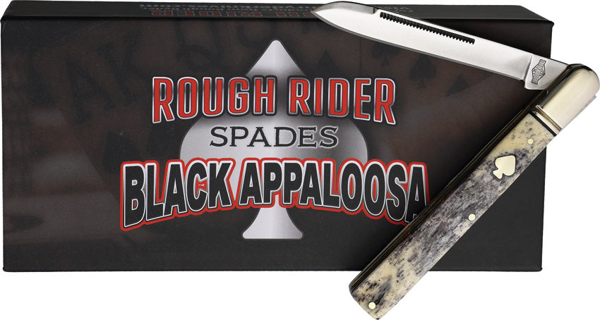 Black Appaloosa Doctor - RR2484