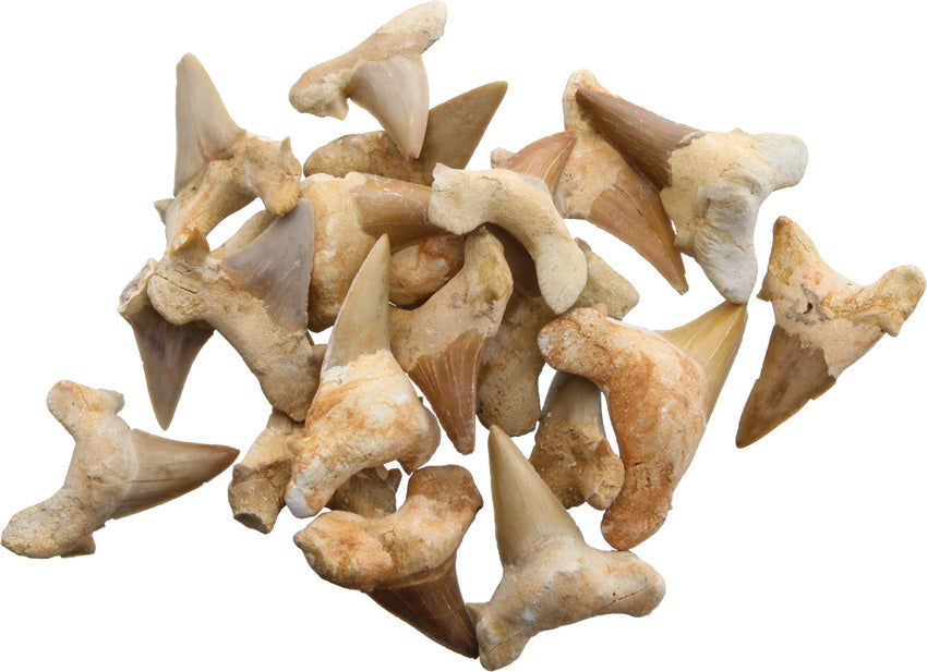 Shark Tooth Fossils 1.5 Inch - AAH08