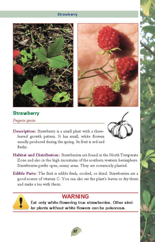 Pocket Guide to Edible Plants - BK480