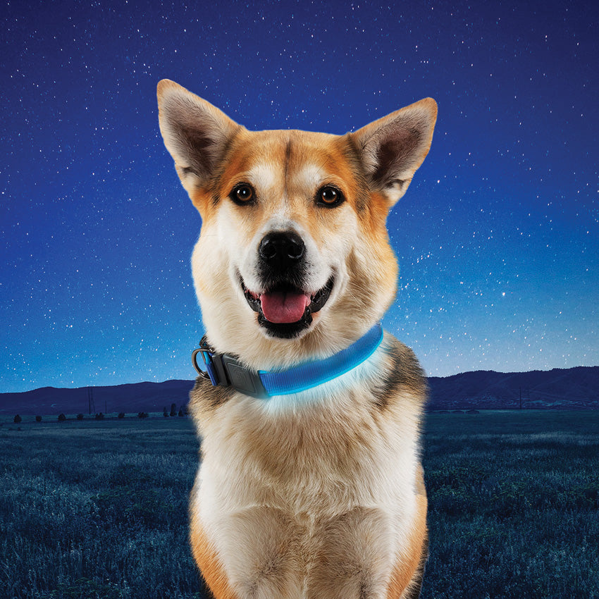 LED Dog Collar - N04790