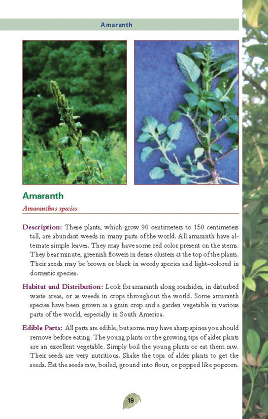 Pocket Guide to Edible Plants - BK480