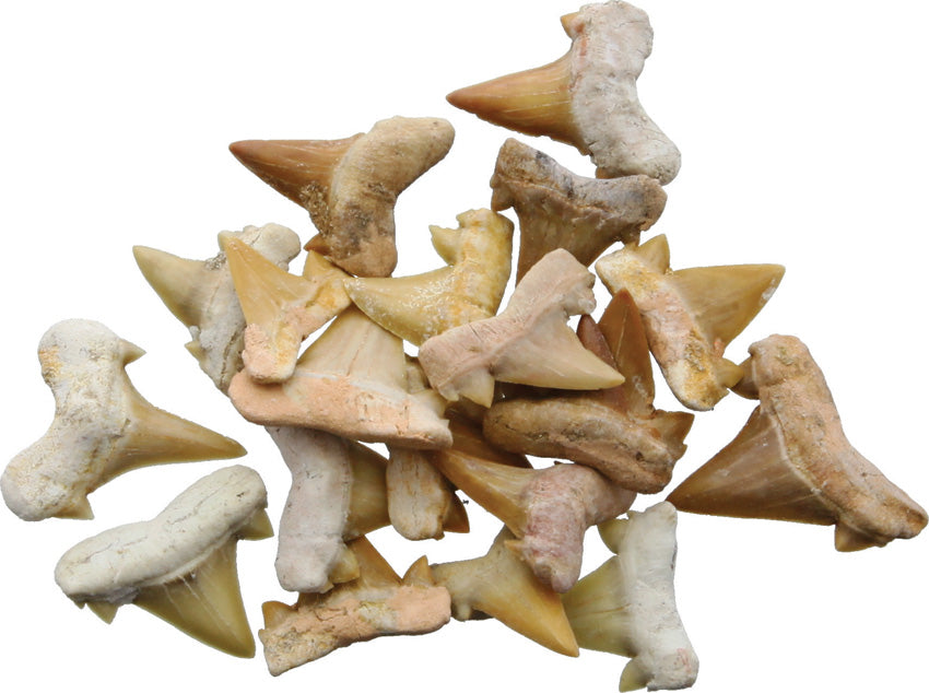 Shark Tooth Fossils 0.5 Inch - AAH07